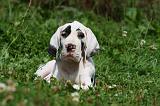 DOGUE ALLEMAND 230